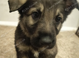 Beautiful gsd pups for sale