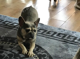 Lilac beauty is looking for a loving home.