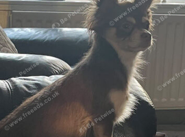 Chocolate and tan Chihuahua for stud