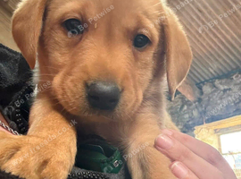 Labrador puppies