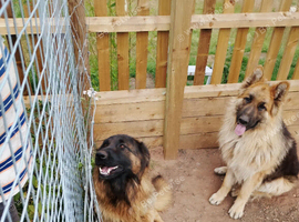 German shepherd puppies