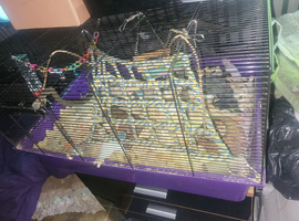 3males 1 female in the same cage