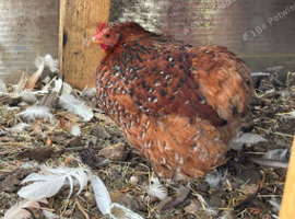 Millefleur Pekin bantam chickens