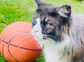 Mainecoon