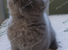 British shorthair kittens ( Blue)