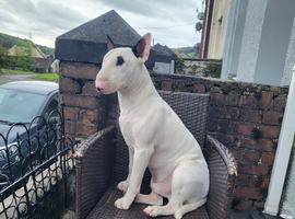 Bull terrier ready for stud.
