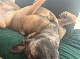 Belgium Shepard x Lurcher