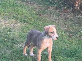 Lurcher bitch