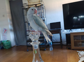 Mutation blue Indian ring neck parrot young