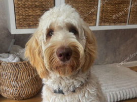 9 month old standard goldendoodle male