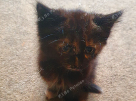 Kittens