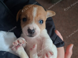 6 Jack Russell pups