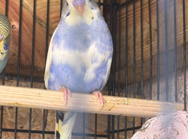4 young budgies