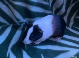 2 male Guinea pigs