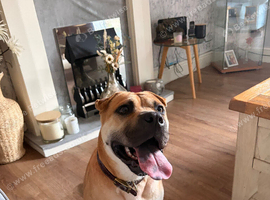 Sharpei cross staffy