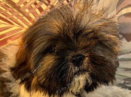 Stunning Shihtz