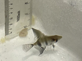 Angel fish free to good home