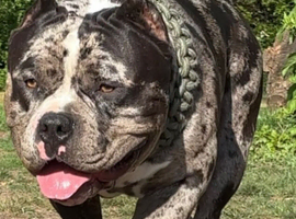 Pocket bully for sale
