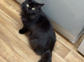 Beyonc&eacute; a beloved cat