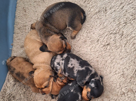 GORGEOUS MINI DAXI READY SEP 21ST