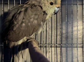Blue Kakariki