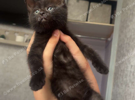 Black kitten