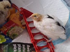 Rehome - Quail