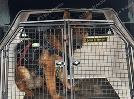 German shepherd