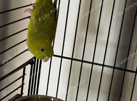 Baby parakeets