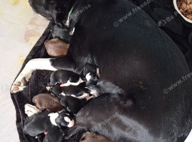 2 stunning sprollie pups ready for their forever homes