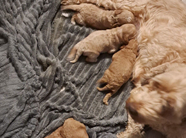 Beautiful toy cockapoos