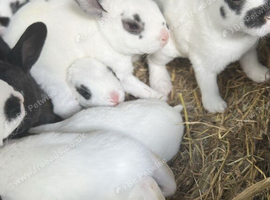 Rabbit bunnies