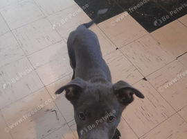 Puppy's  foe ready home