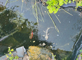 Ghost Koi and Goldfish