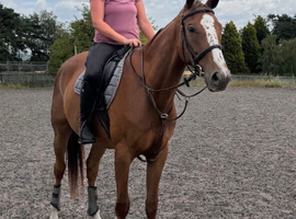 Beautiful chestnut gelding