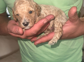 F1BB COCKAPOO puppy for sale!