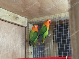 Fischer lovebirds