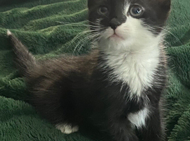 Cats rehoming