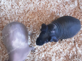 2 xbreeding females skinny pigs