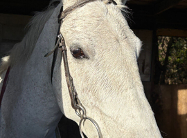 One in a million pony