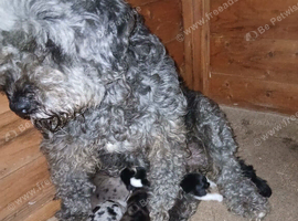 Beautiful boldoodle puppies looking for there forever home
