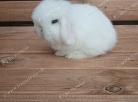 Purebred mini lop babies