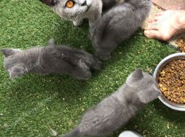 Beautiful British shorthair kitten ,