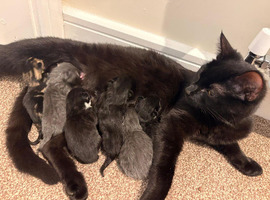 6 beautiful kittens looking for their forever home