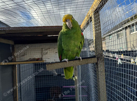 Semi tame double yellow headed Amazon parrot.