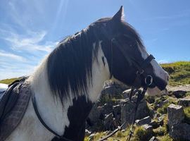 Coloured gypsy cob