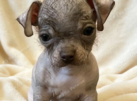 Chihuahua Cross Chinese Crested Pups