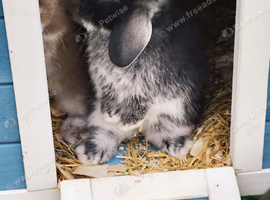Beautiful Pure Breed Mini Lops Chocolate and Black Otters