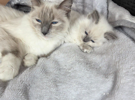 Ragdoll kittens