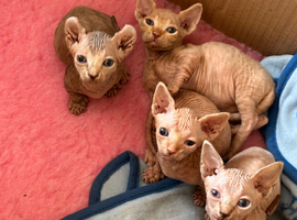 Sphynx bambino kittens